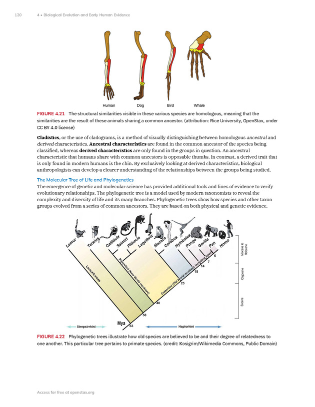 Introduction to Anthropology - New Page