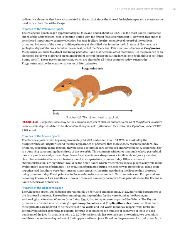 Introduction to Anthropology - New Page