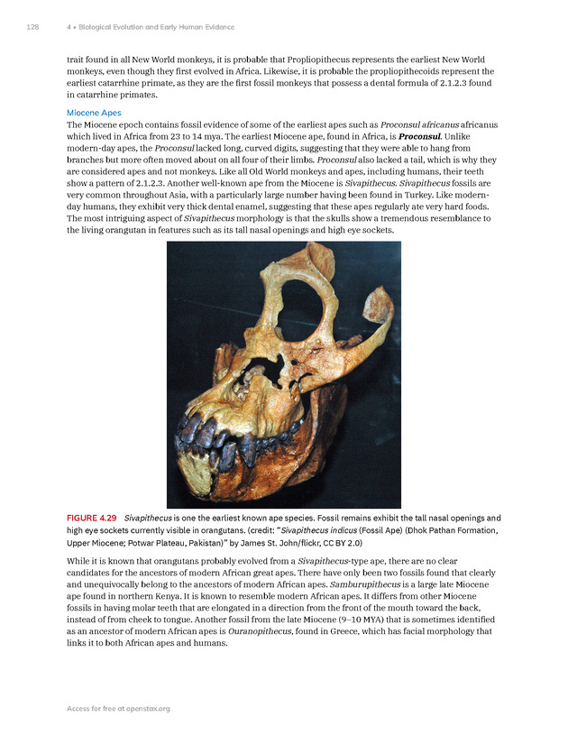 Introduction to Anthropology - New Page