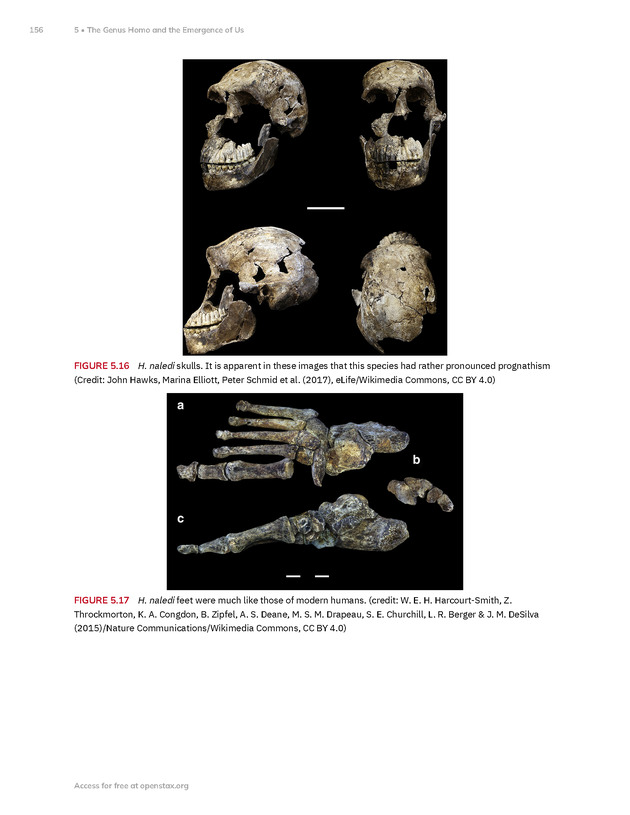 Introduction to Anthropology - New Page