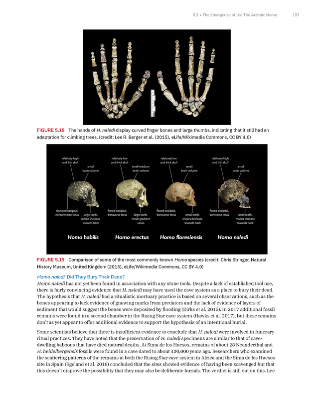 Introduction to Anthropology - New Page