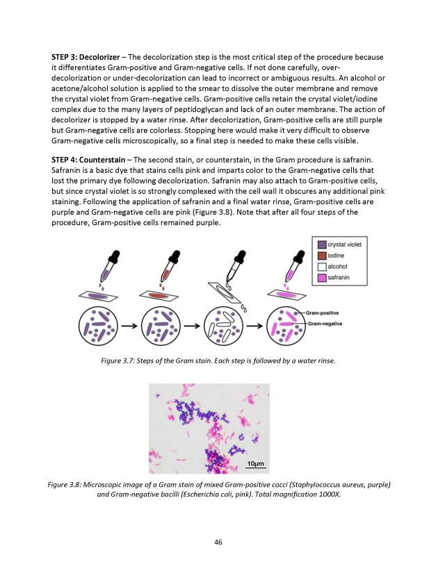 Microbiology Module 3: Staining - New Page