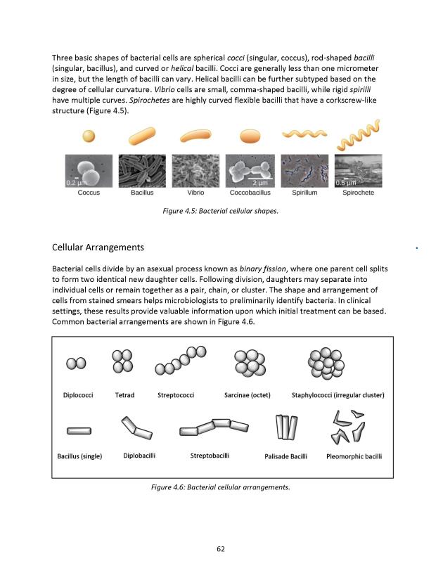 Microbiology Module 4: Microscopy - New Page