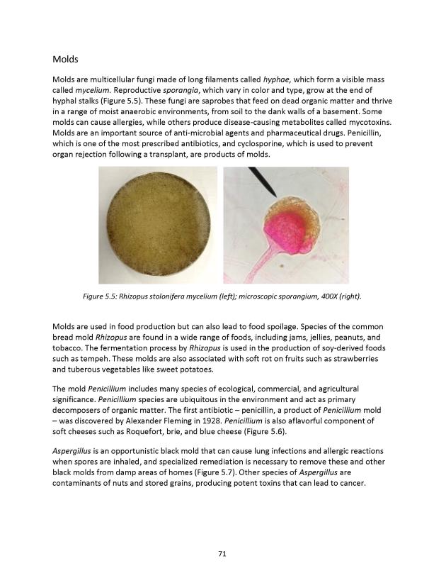 Microbiology Module 5: Eukaryotes - New Page