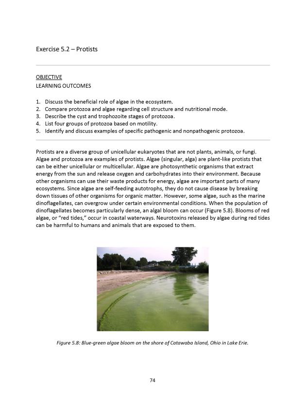 Microbiology Module 5: Eukaryotes - New Page