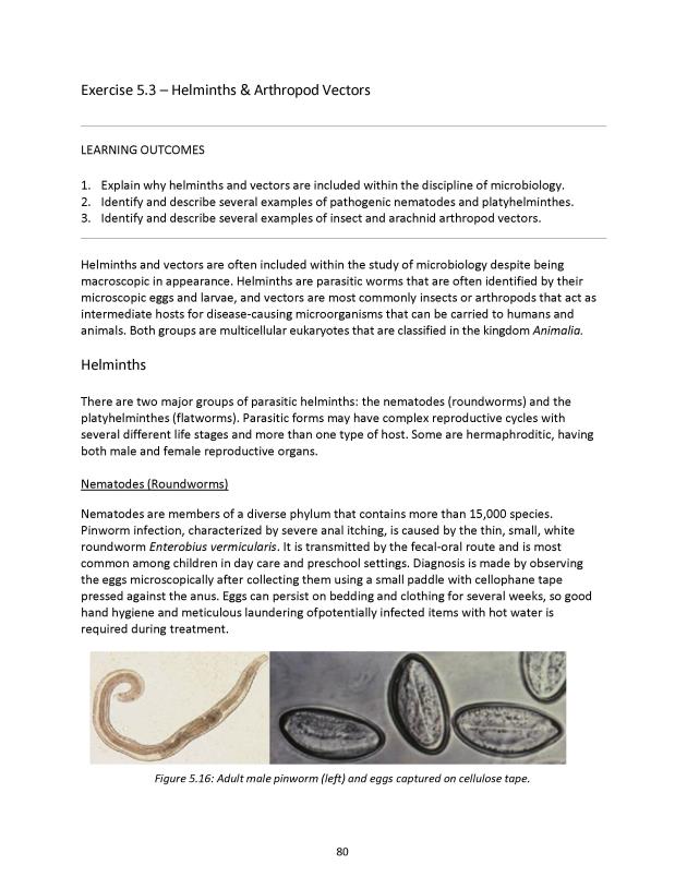 Microbiology Module 5: Eukaryotes - New Page