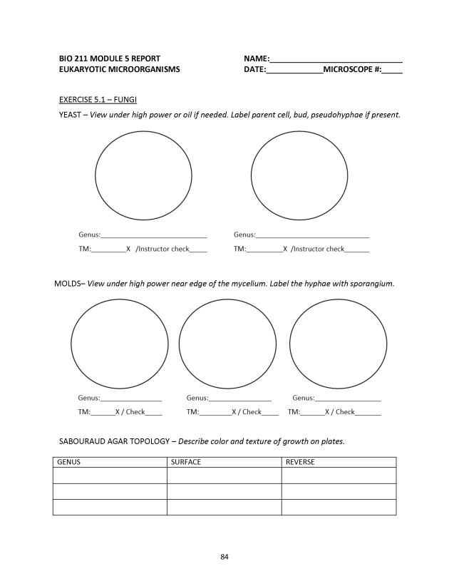 Microbiology Module 5: Eukaryotes - New Page
