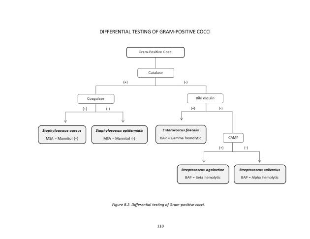 Microbiology Module 8: ID of Gram-Positive Cocci - New Page