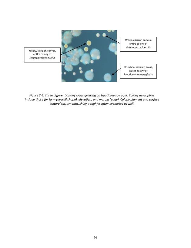Principles of Microbiology Laboratory Manual - New Page