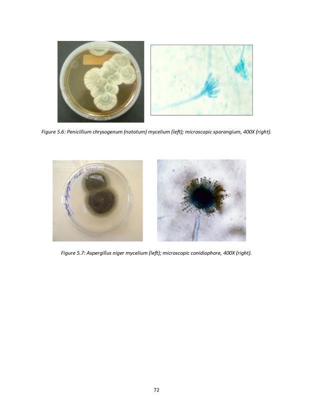 Principles of Microbiology Laboratory Manual - New Page